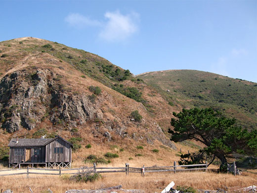 Tree and cabin