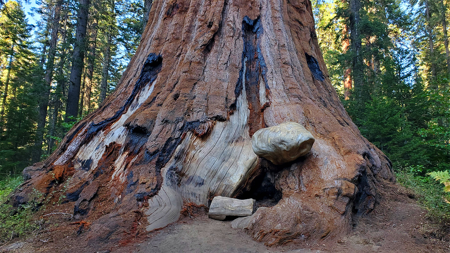 Base of a trunk