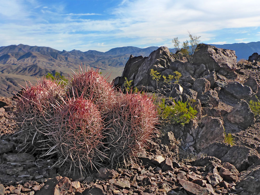 Barrel cactus