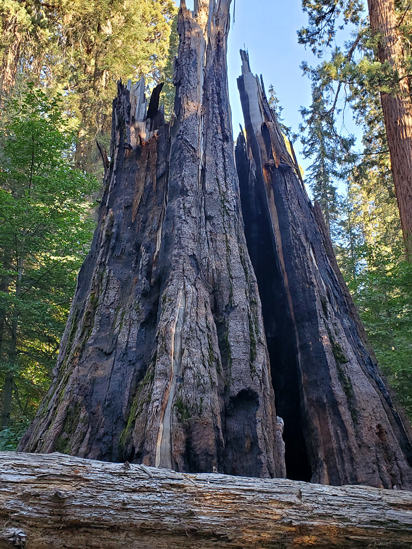 Splintered trunk