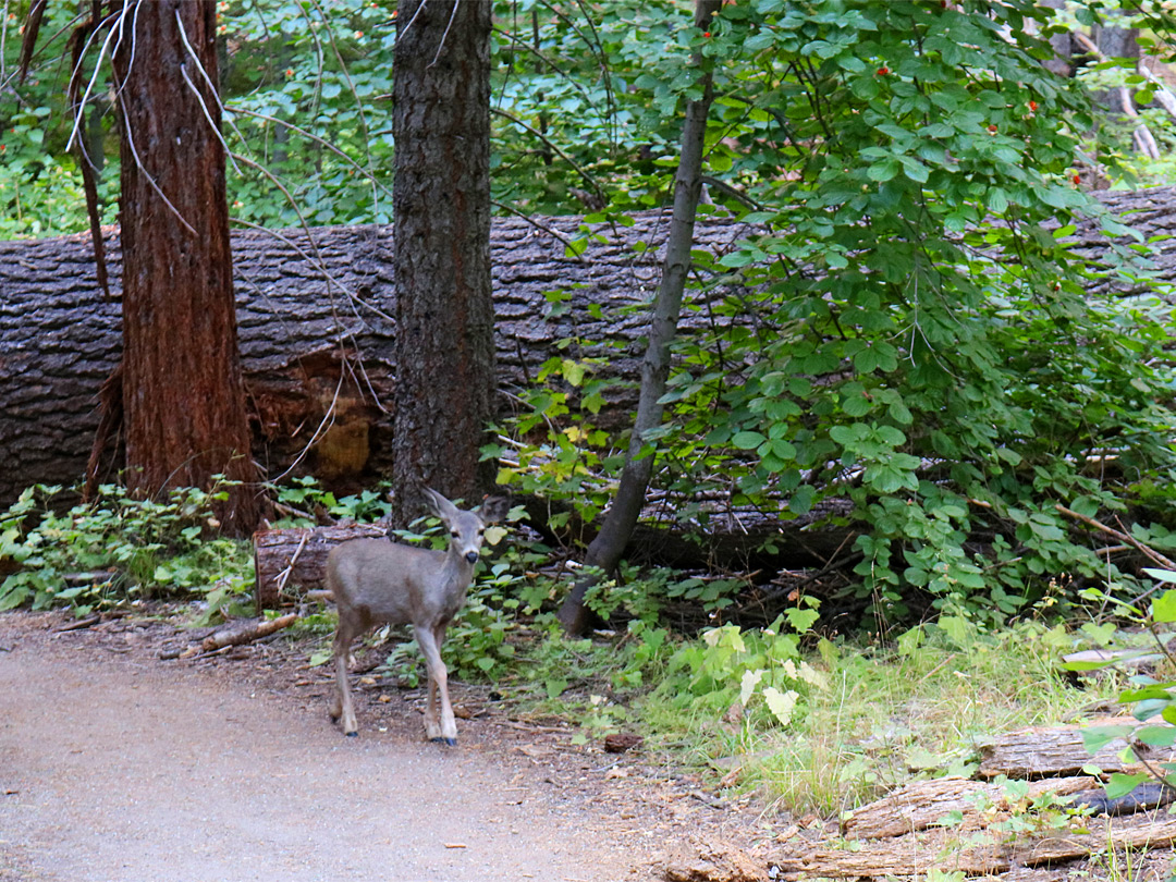 Mule deer