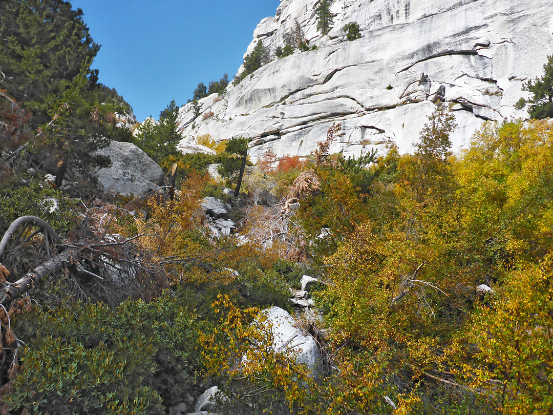 Overgrown canyon