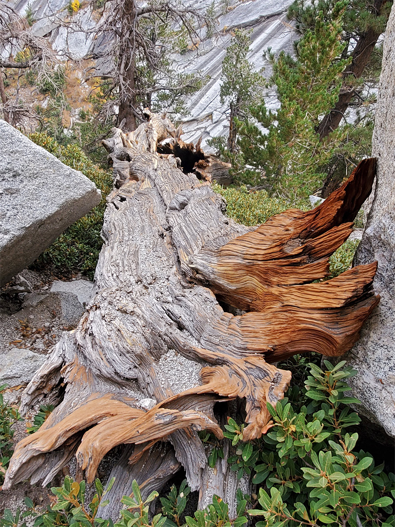 Dead tree