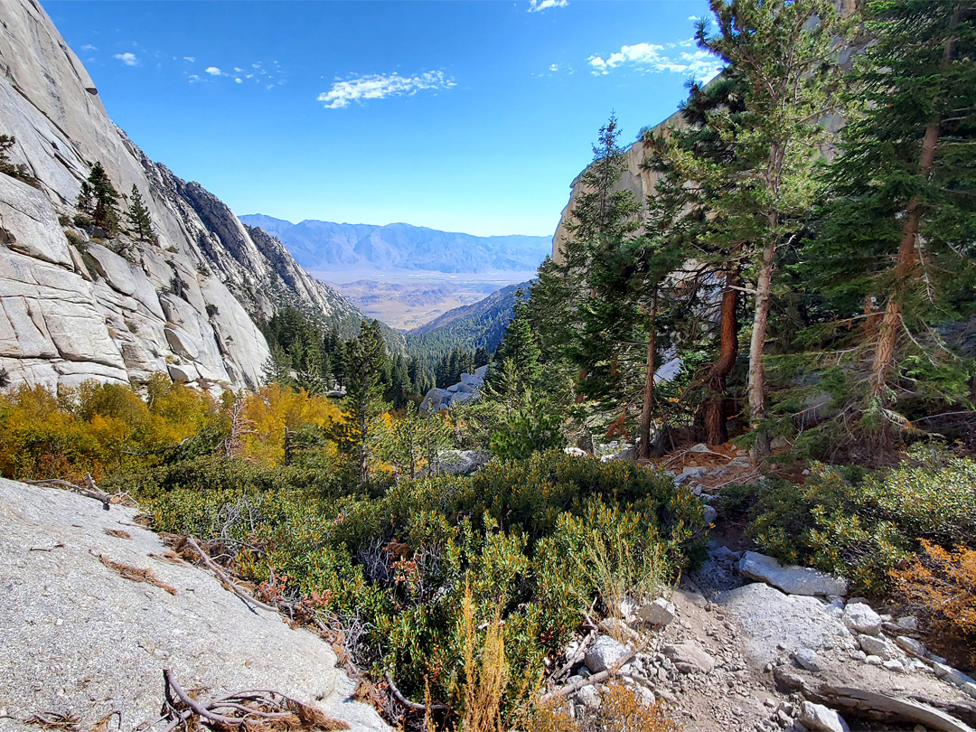 Group of conifers