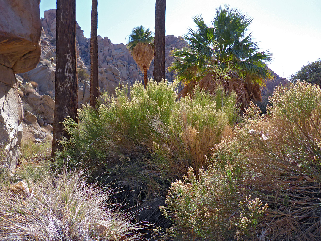 Bushes at the oasis