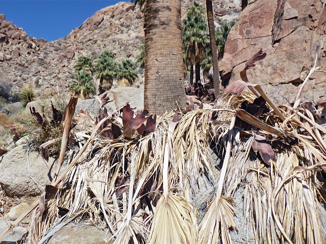 Dead palm fronds