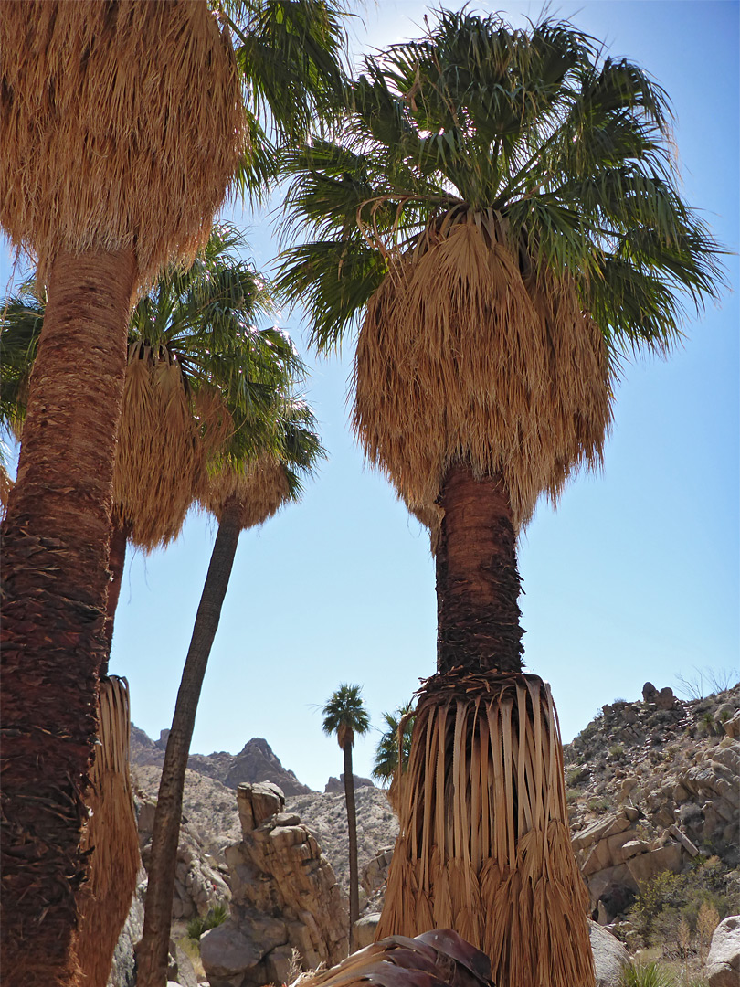 Group of trees: Victory Palms and Munsen Palms, Joshua Tree National ...