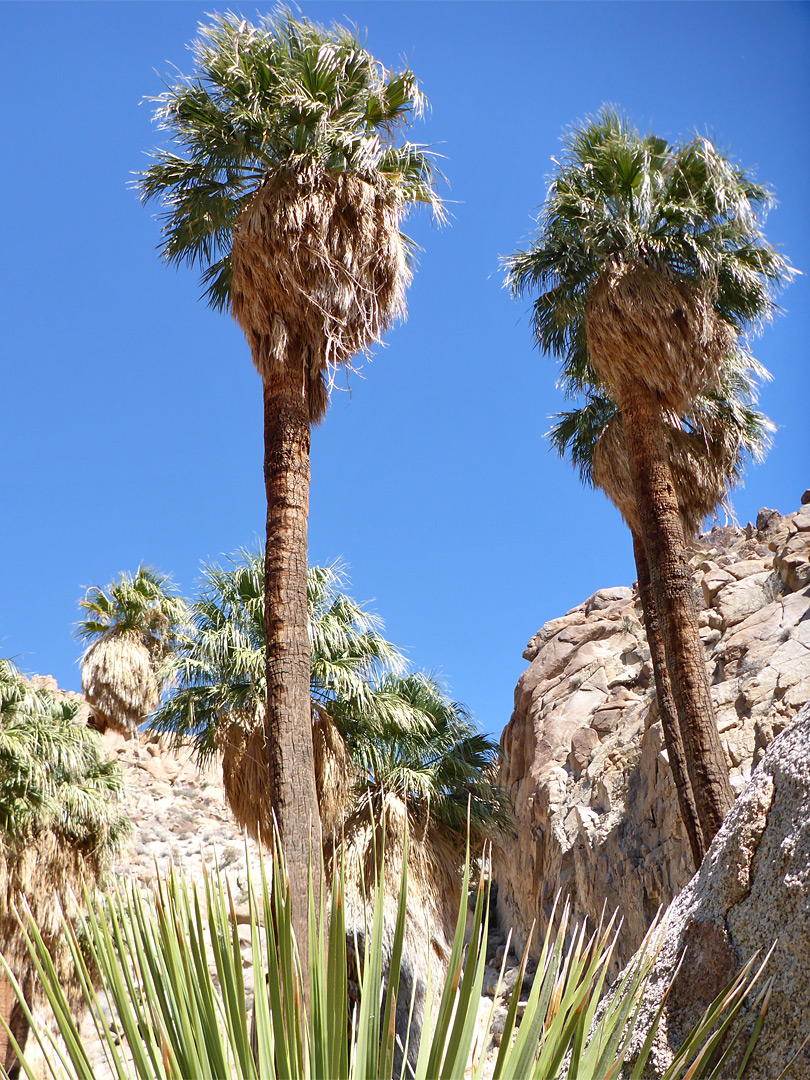 Blue sky above the palms