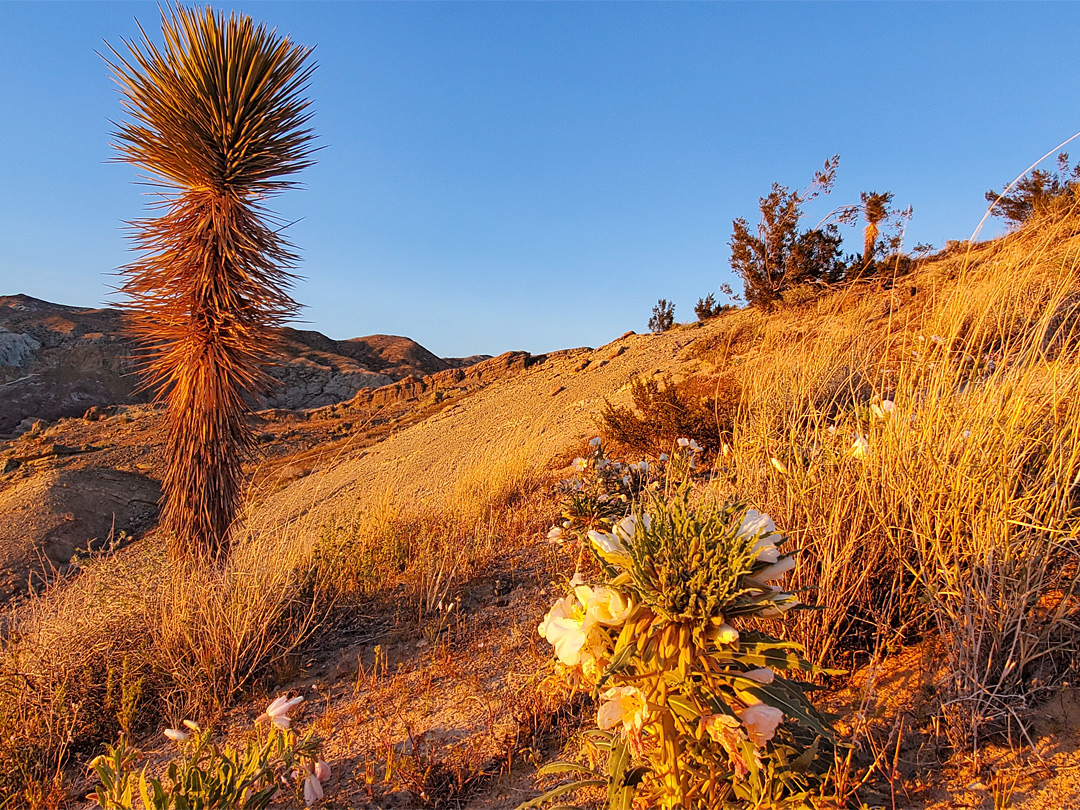 Evening primrose and Joshua tree