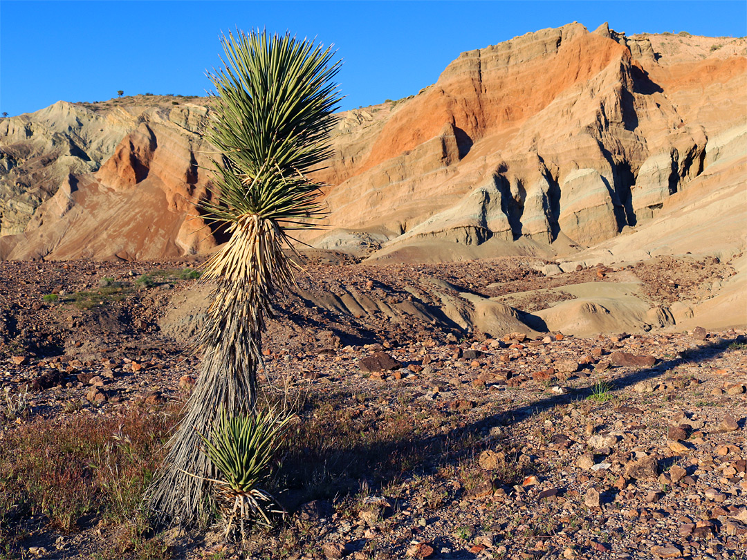 Joshua tree and reddish cliffs