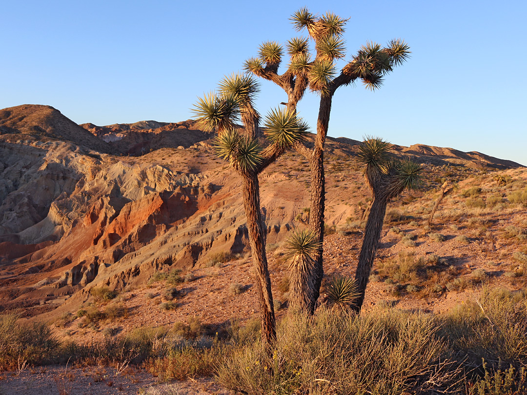 Group of Joshua trees