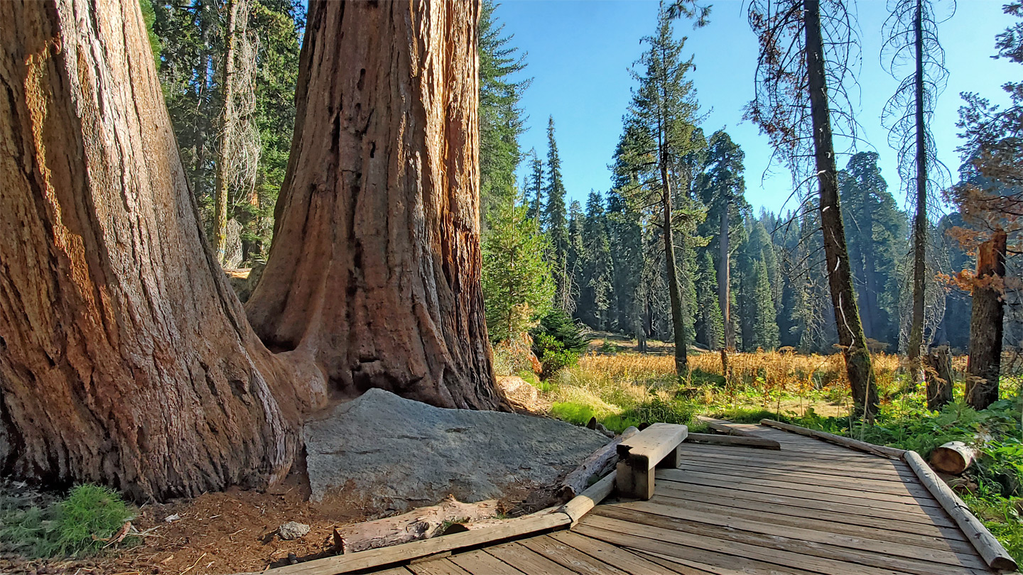 Trees by the meadow