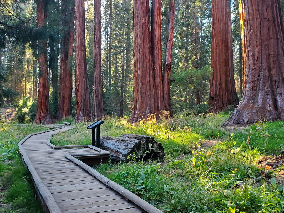 Group of trees