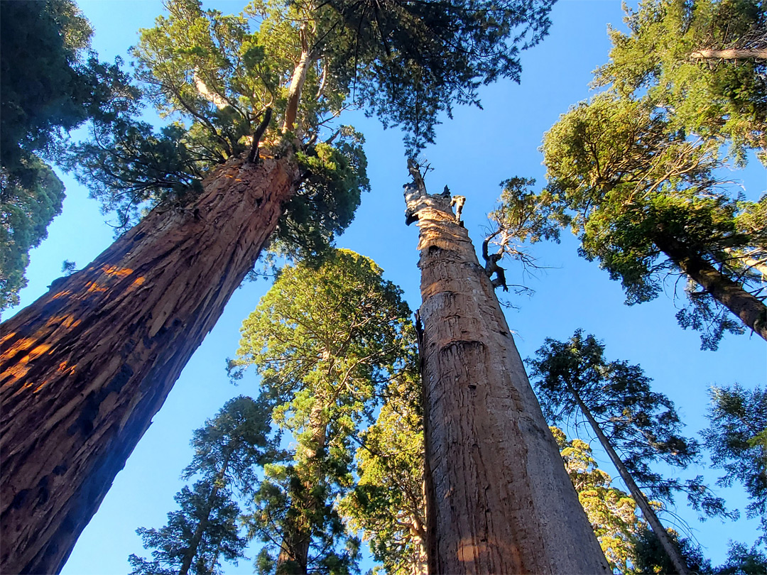 Burnt sequoia