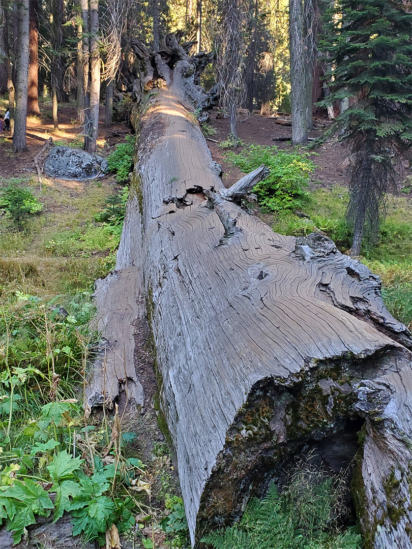 Ancient fallen tree