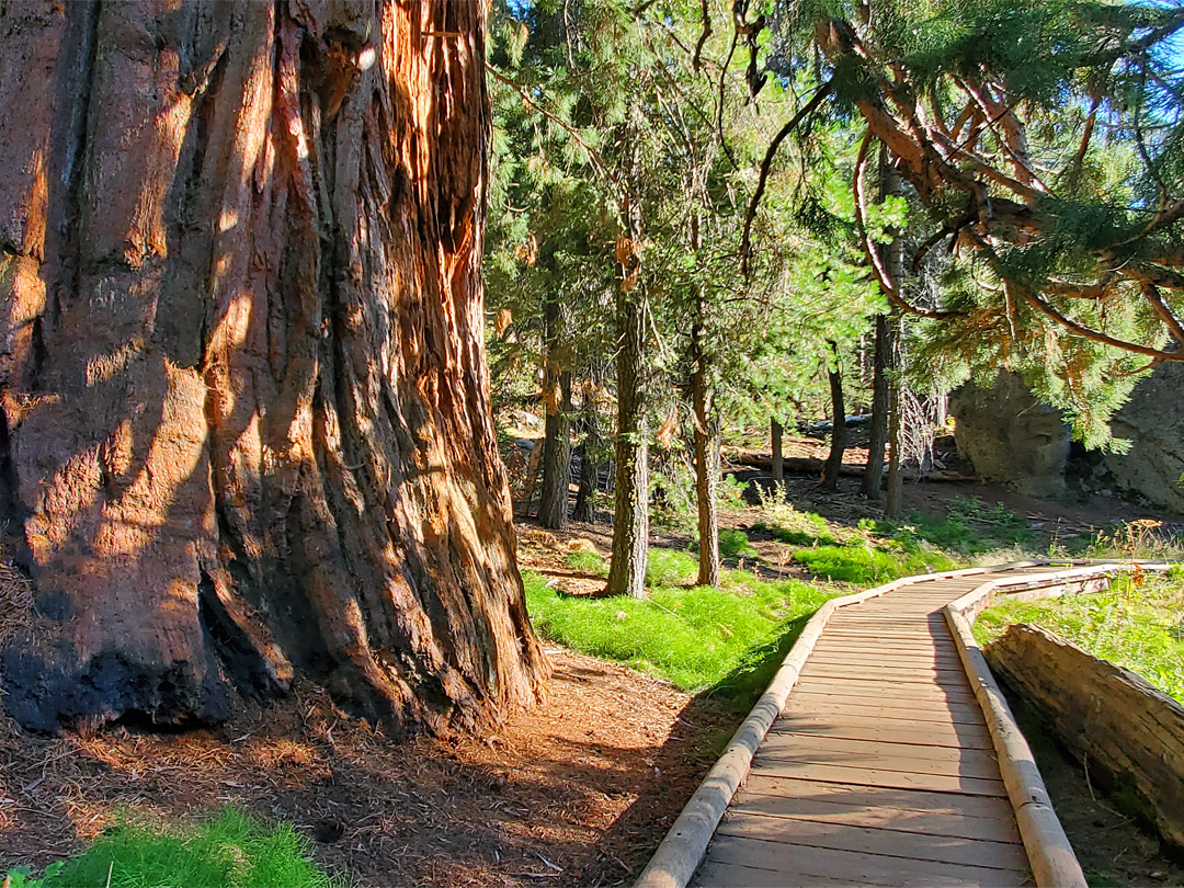 Path past sequoia