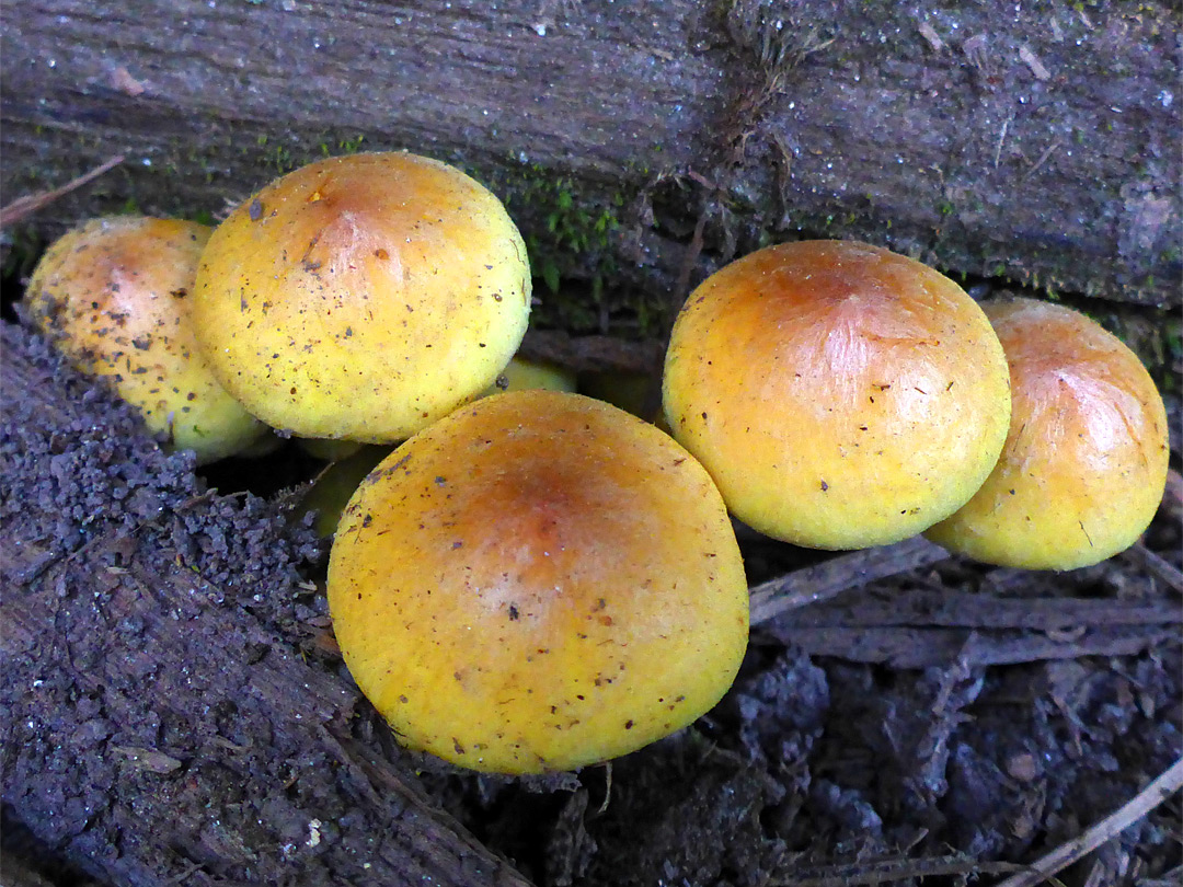 Sulphur tuft