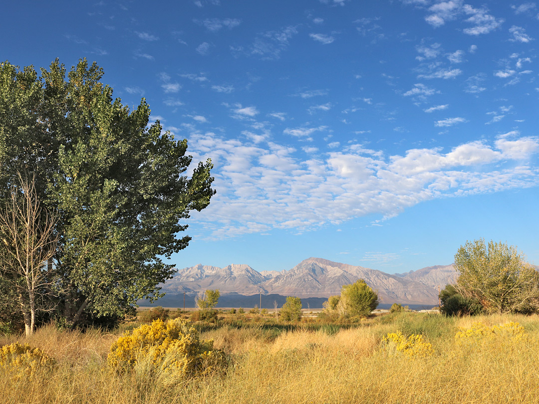 Cottonwood tree beside a pond