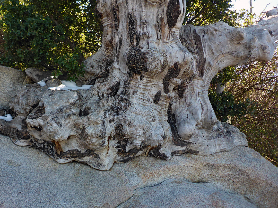 Tree on granodiorite