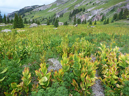 Corn lillies