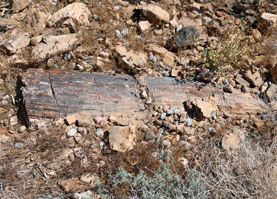 Partially buried petrified log