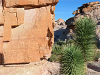 Yucca and petroglyphs