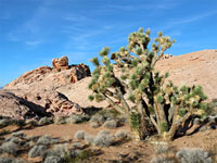 Sandstone and Joshua tree