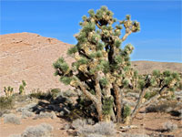 Joshua trees