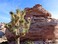 Joshua tree and sandstone