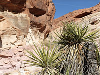 Petroglyphs and yucca