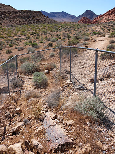 Log along the trail