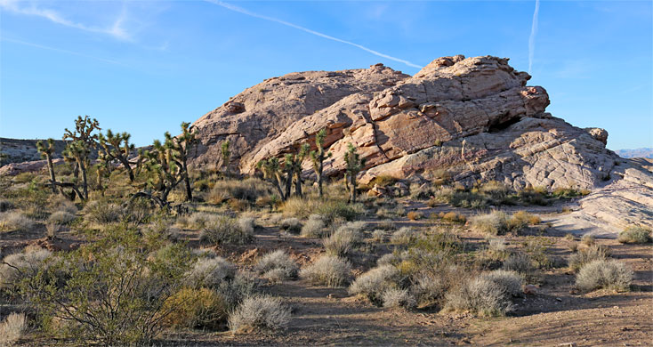 Morning light on Joshua trees