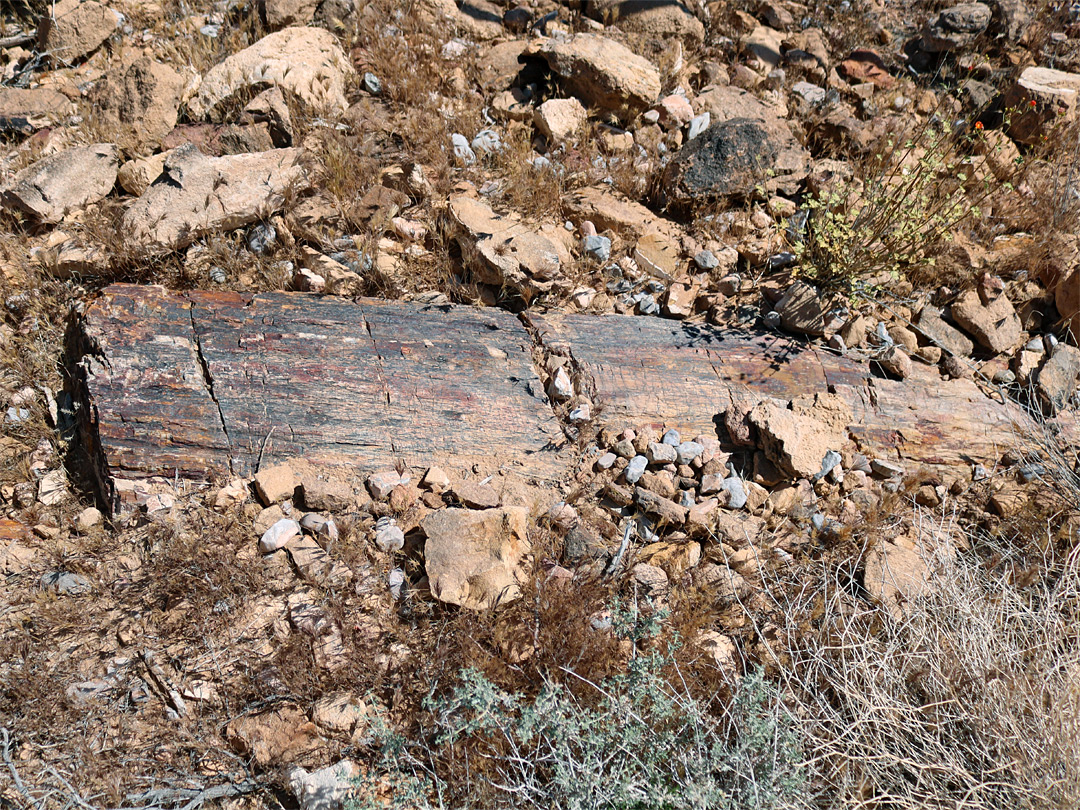 Partially buried log