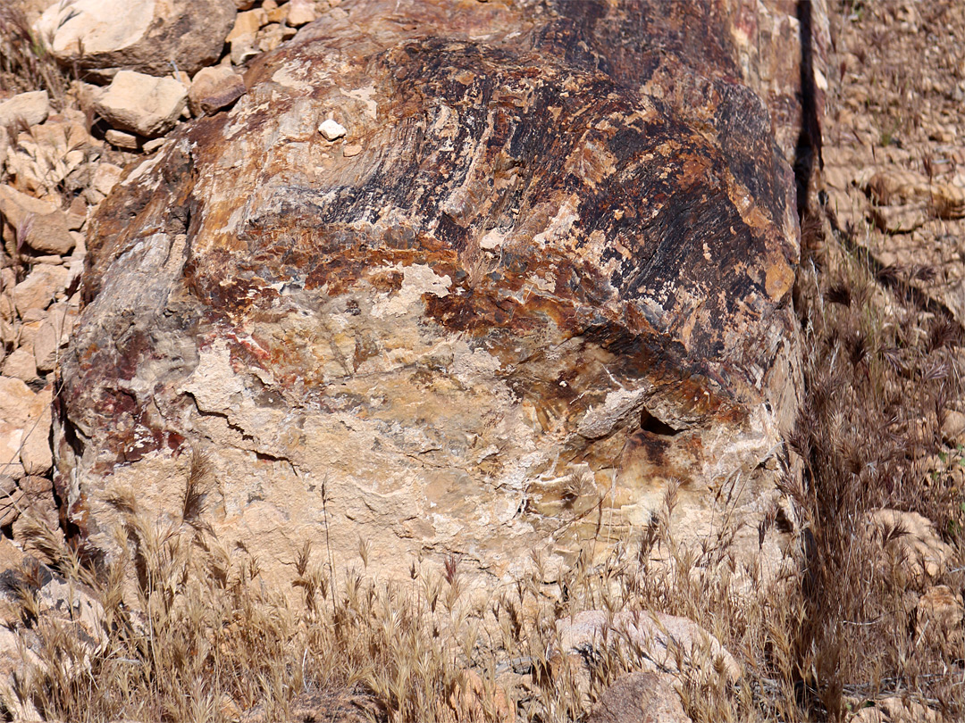 Petrified wood