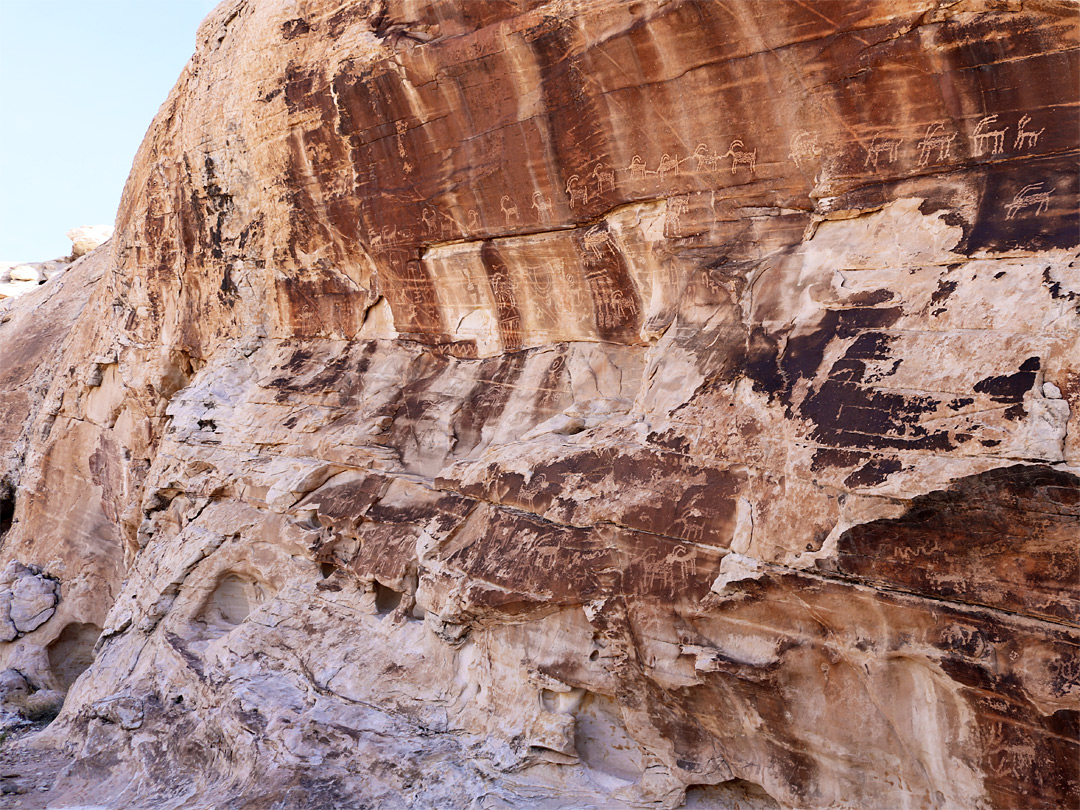 Bighorn sheep