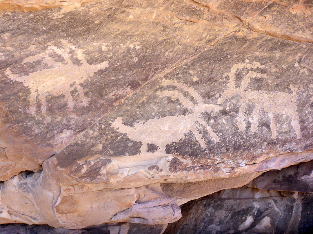 Three bighorn sheep