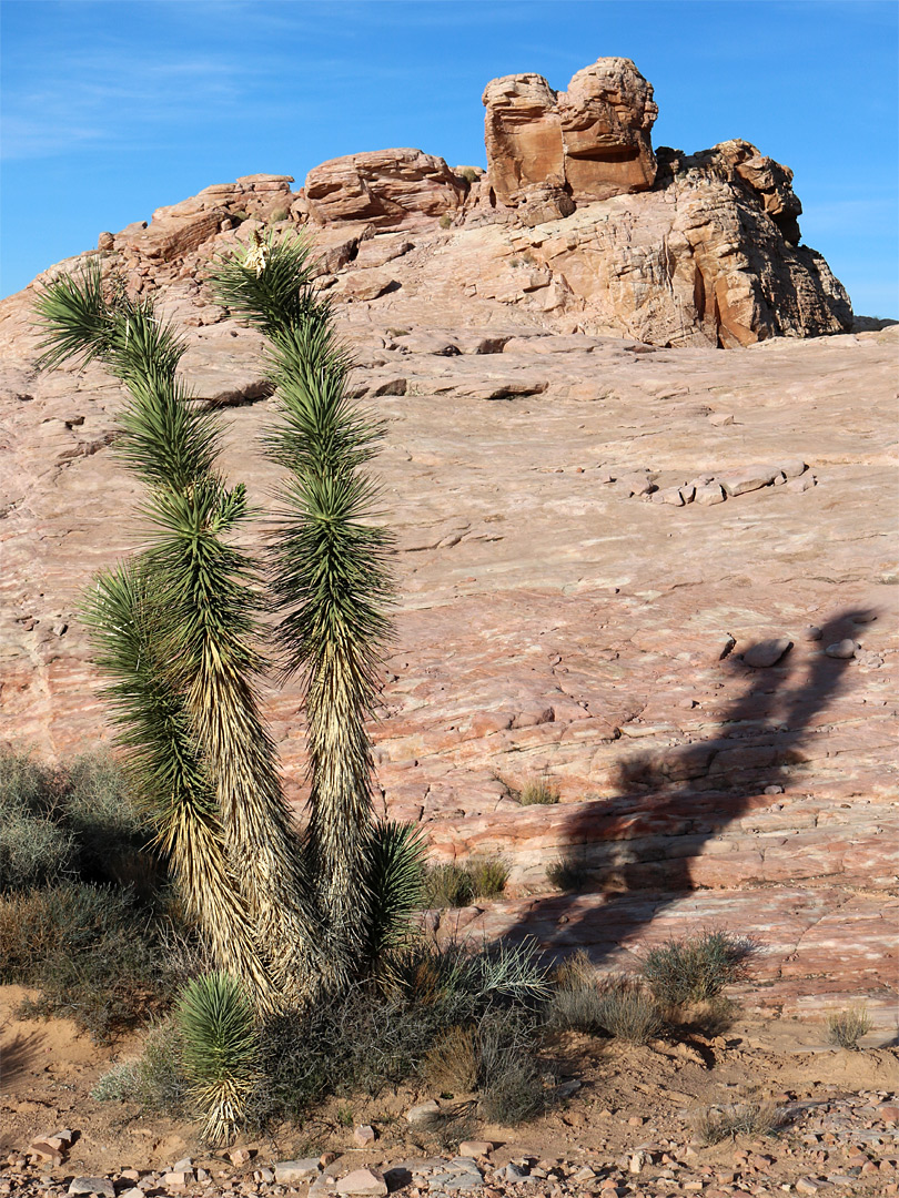 Rabbit ears rock