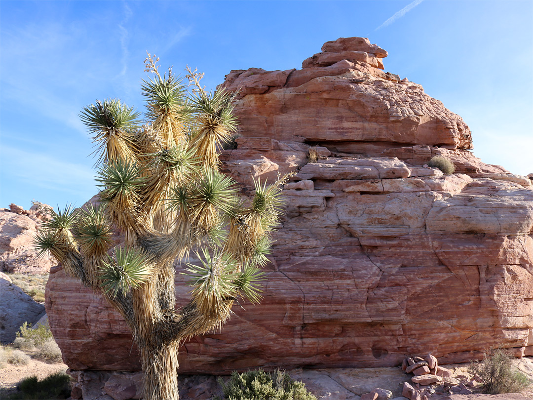 Joshua tree and sandstone