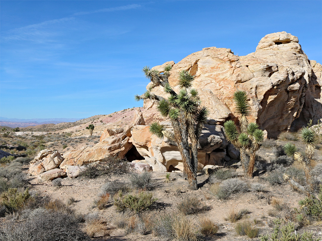 Three Joshua trees