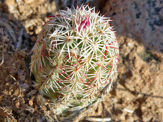 Echinocereus viridiflorus