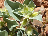 Acleisanthes nevadensis