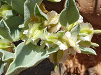 Desert wing-fruit