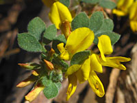 Acmispon decumbens