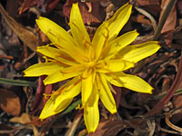 Agoseris parviflora