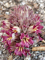 California mountain pincushion