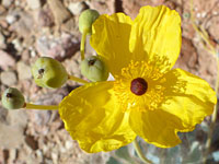 Wildflowers of Valley of Fire State Park