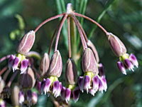 Asclepias quinquedentata