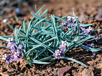 Asclepias uncialis