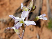 Desert rockcress