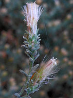 Brickellia microphylla